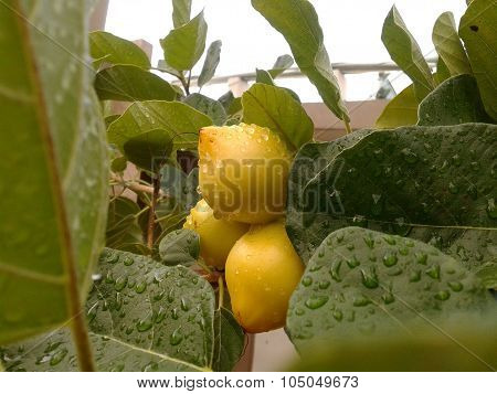 Guava tree