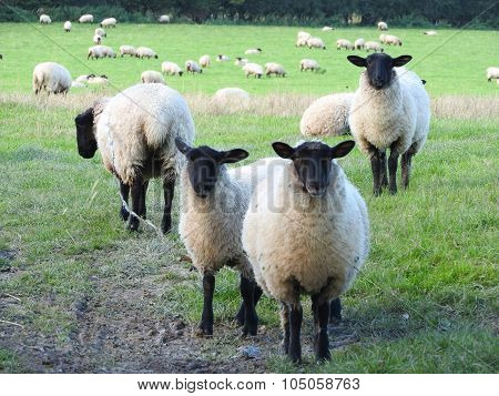 Sheep