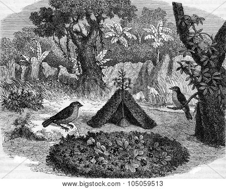 Amblyornis gardener or bird of New Guinea, vintage engraved illustration. Magasin Pittoresque 1882.
