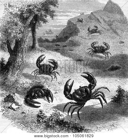 Earth purple crab Jamaica, vintage engraved illustration. Magasin Pittoresque 1877.