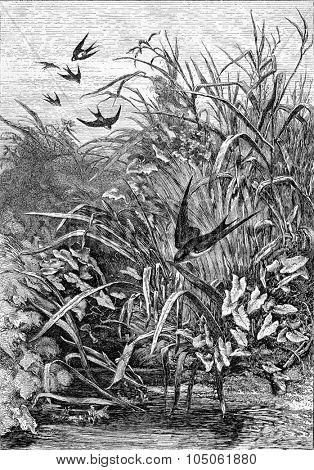 Swallow, vintage engraved illustration. Magasin Pittoresque 1867.