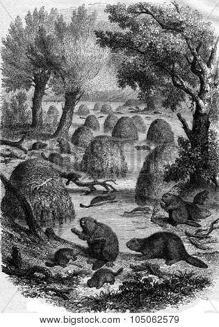 Village of beavers, vintage engraved illustration. Magasin Pittoresque 1867.