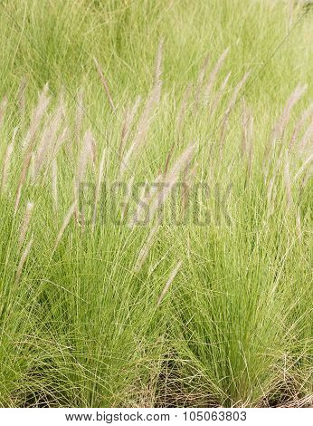 Imperata Cylindrica Beauv Of Feather Grass In Garden