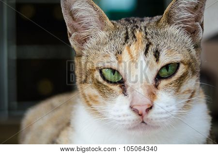 Close Up The Cat