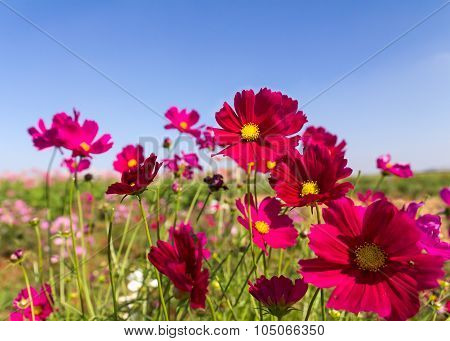 White And Pink Cosmos Flowers