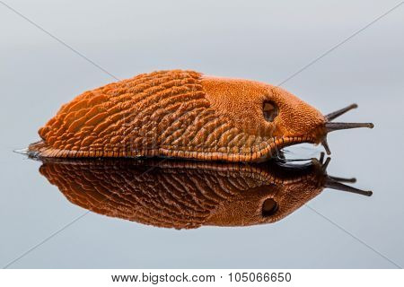 a slug crawling around. it is reflected in a glass plate.