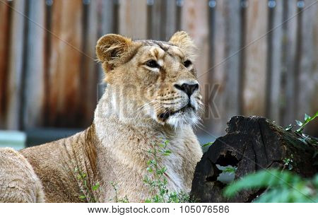female lion