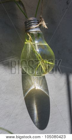 A Hanging Light Blub With Plants Inside