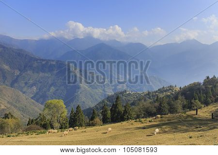 Sheep And Grasses Field At Chingjing, Taiwan