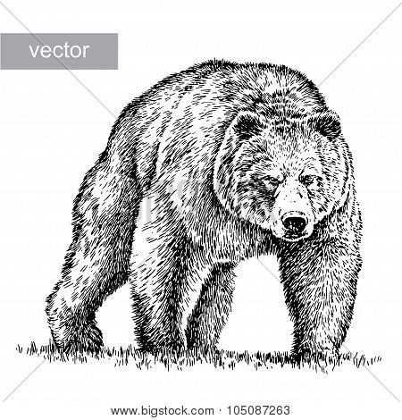 engrave bear illustration