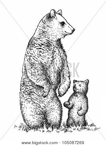 engrave bear illustration
