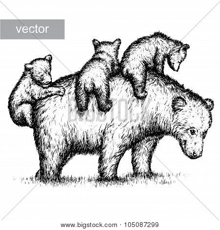 engrave bear illustration