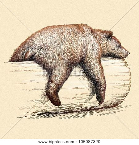 engrave bear illustration