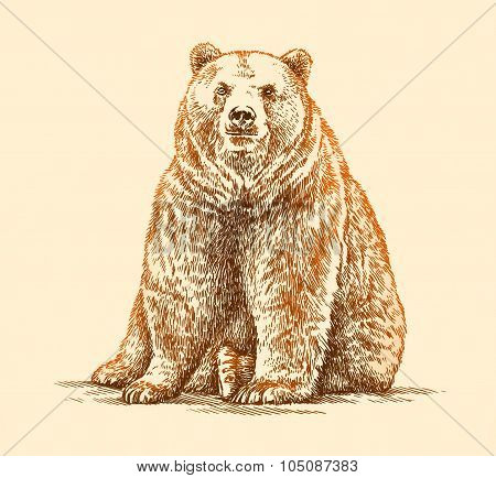 engrave bear illustration