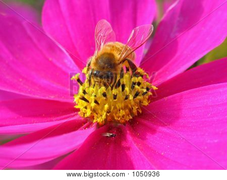 Busy Bee