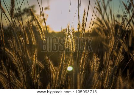Pennisetum Flower