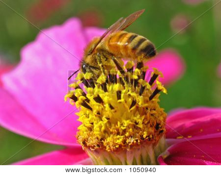 Busy Bee