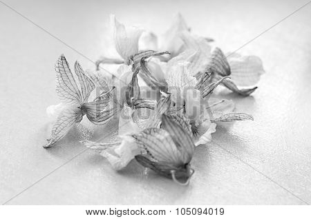 Dead Orchid