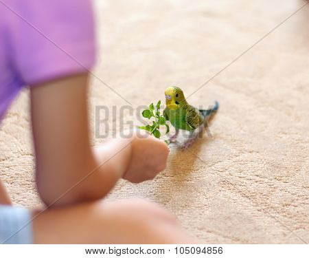 The girl feeds parrot grass.