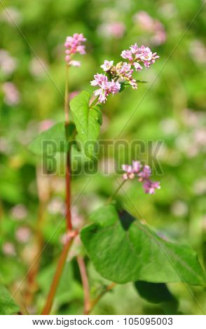 Buckwheat (fagopyrum Esculentum)