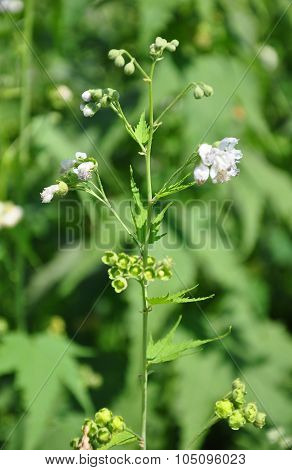 Virginia Mallow (sida Hermaphrodita)