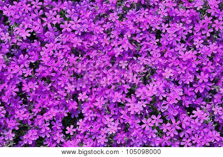 Phlox subulata flowers background