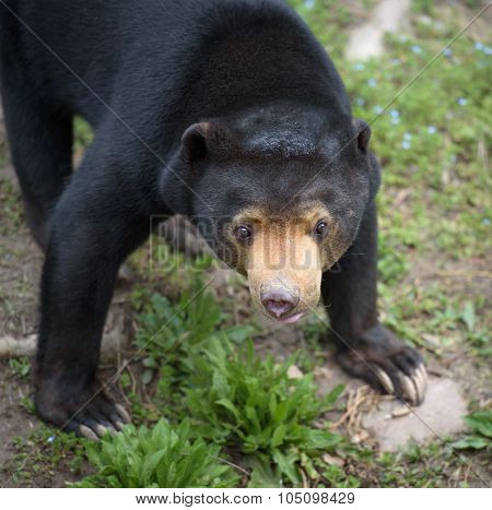 Sun Bear