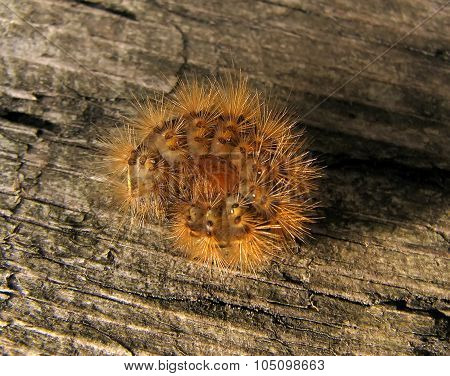 Shaggy cartepillar on wood background