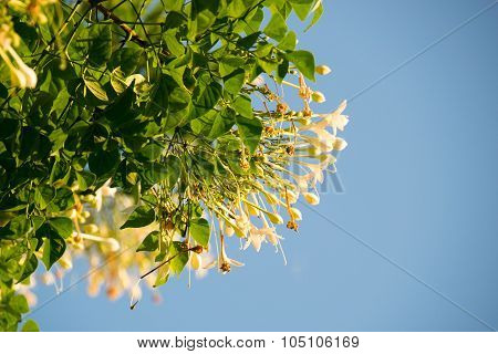 Cork Tree , Indian Cork on blue sky
