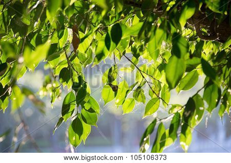 Close up green leaf banyan tree