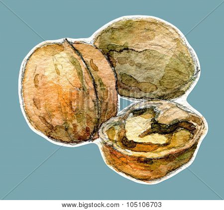 walnuts drawing by watercolor
