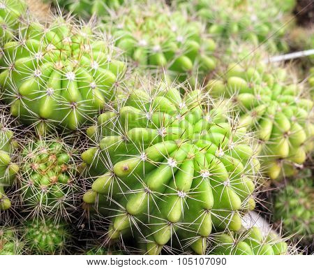 cactus