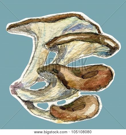 watercolor oyster mushroom