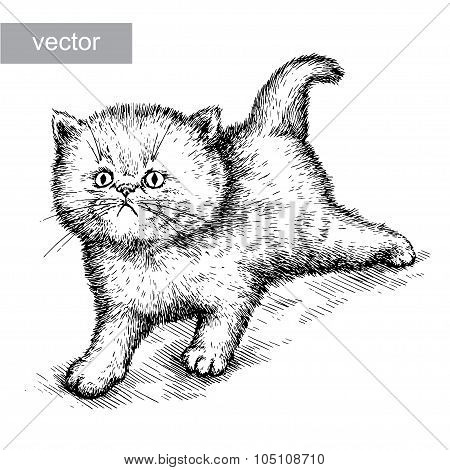 engrave kitten illustration