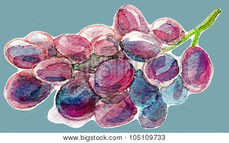 early purple grape watercolor