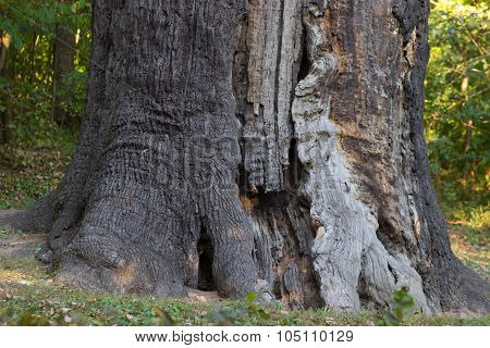 Massive stem of venerable tree is photographed from below against the blue sky. Maksym Zaliznyak's o