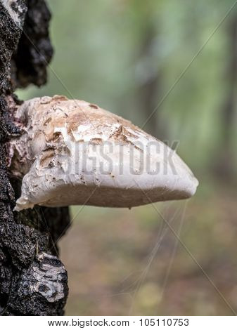 Polypore growing on birch tree trunk