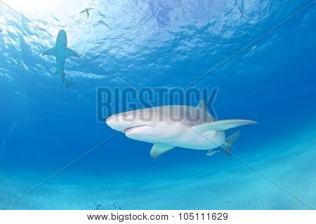 Shark diving