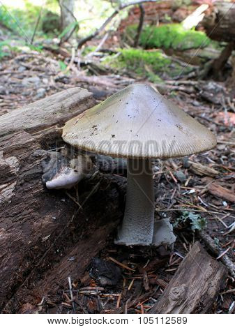 Western Grisette - Amanita pachycolea