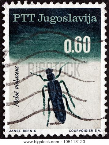 Postage Stamp Yugoslavia 1966 Violet Oil Beetle