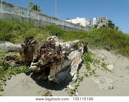 Trunk in the beach
