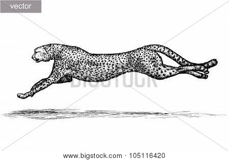 engrave leopard illustration