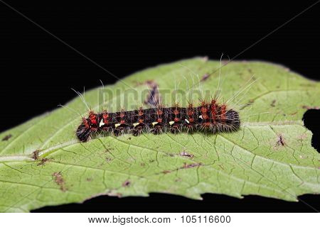Golden Emperor Moth Caterpillar