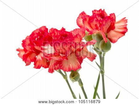 Variegated Carnation