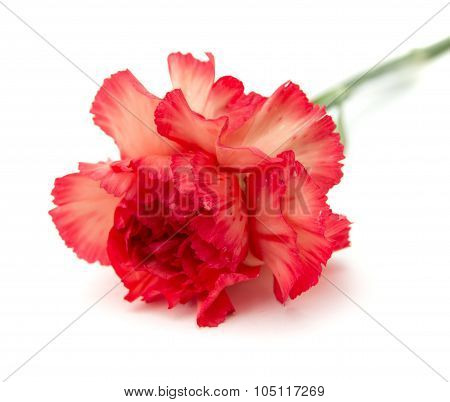 Variegated Carnation