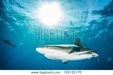 Shark diving