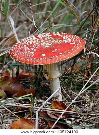 mushroom - red toadstool
