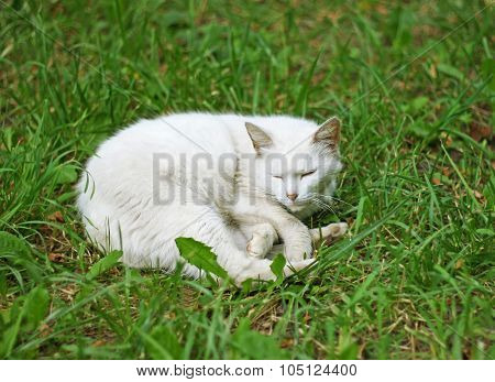 White Cat