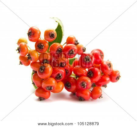 Pyracantha, Firethorn