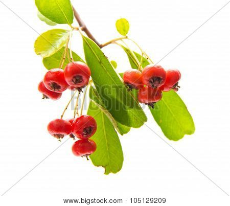 Pyracantha, Firethorn